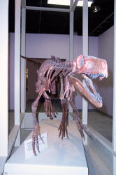 herrerasaurus fossil